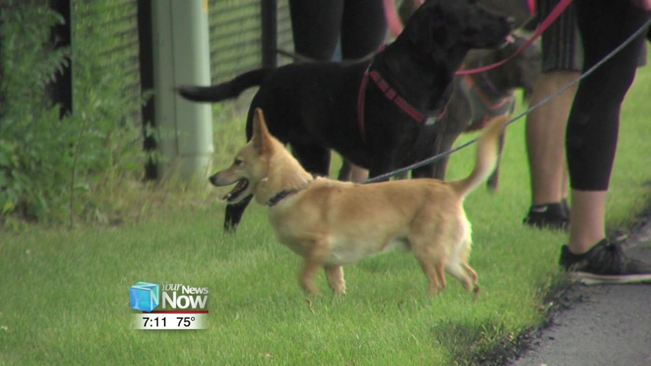 Auglaize County Humane Shelter host annual Paws for a Cause1.jpg